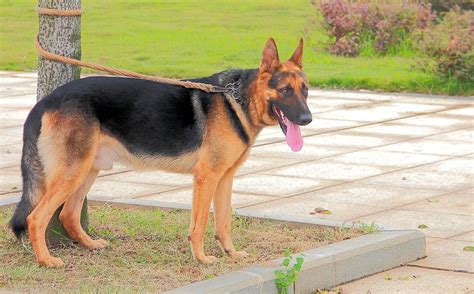 黑背犬是烈性犬嗎,黑背犬是烈性犬嗎圖片縮略圖