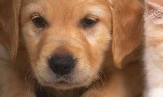 圣伯納犬幼犬(圣伯納犬幼犬出售)縮略圖
