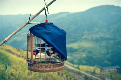 鳥籠婚姻(鳥籠婚姻全攻略)縮略圖