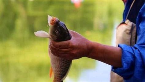 老三樣野釣鯉魚餌料怎么搭配啊?,老三樣野釣鯉魚餌料怎么搭配啊縮略圖