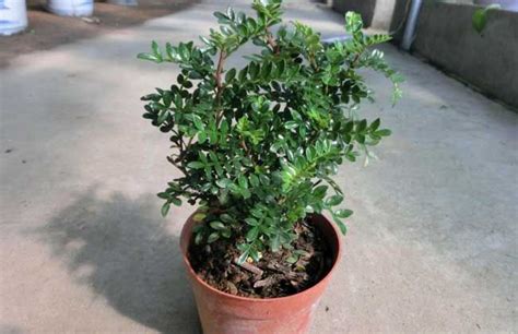 清香木花怎么養,清香木花怎么養殖縮略圖