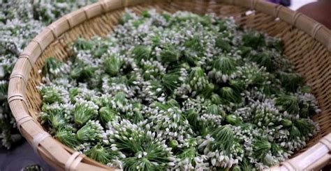 韭菜花怎么做好吃又簡單,韭菜花怎么做好吃又簡單家常縮略圖