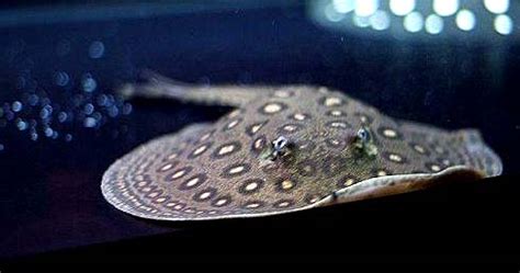 魟魚圖片大全魚(魟魚圖片大全大圖)縮略圖