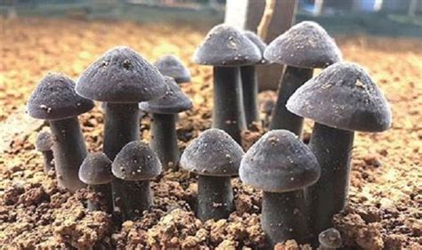 雞樅菌一般長在什么地方(雞樅菌一般長在什么地方啊)縮略圖