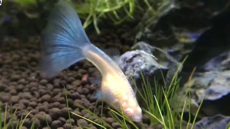 熱帶魚小魚仔怎么喂養(yǎng)(熱帶魚生小魚怎么喂養(yǎng))縮略圖