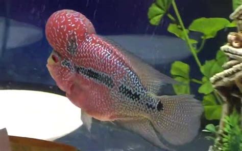 羅漢魚吃什么起頭快(羅漢魚吃什么起頭快一點)縮略圖