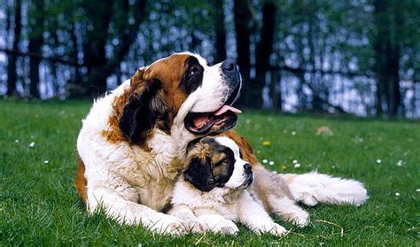 圣伯納犬幼崽多少錢一只,圣伯納犬幼崽多少錢一只圖片縮略圖