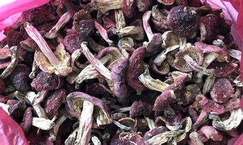 紅菇價格多少錢一斤2023,紅菇的價格多少錢一斤縮略圖