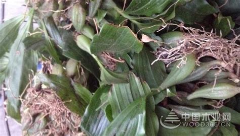 石橄欖圖片功效和用法(石橄欖圖片功效與作用)縮略圖