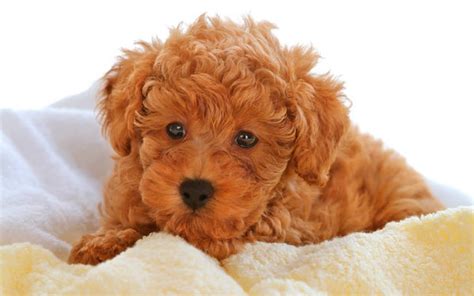 泰迪犬心臟肥大,喘得厲害怎么辦(泰迪犬心臟肥大怎么治療)縮略圖