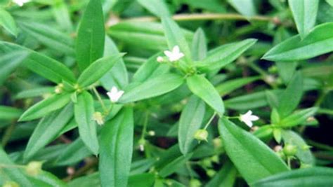 白花蛇舌草半枝蓮消除腫瘤用量(腫瘤最怕三種草藥)縮略圖