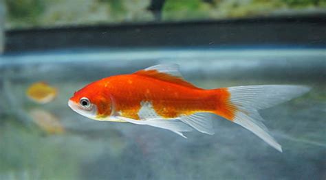草金魚圖片大全大圖(草金魚圖片大全大圖高清)縮略圖