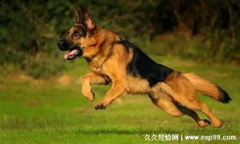 德牧犬多少錢一只幼崽(德牧犬多少錢一只幼崽純種)縮略圖