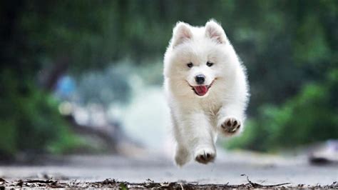 薩摩耶犬好養嗎(薩摩耶犬好養嗎?優缺點有哪些)縮略圖