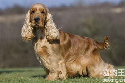 可卡犬智商排名第幾,可卡犬智商排名第幾位縮略圖