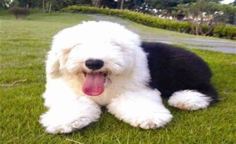 古牧犬為什么不能露眼睛(古牧犬為什么不能露眼睛睡覺)縮略圖