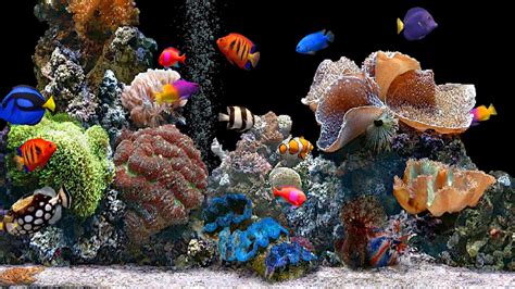 熱帶魚品種,熱帶魚品種大全圖縮略圖