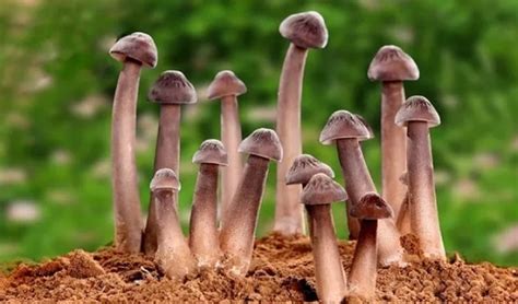 雞縱菌的最佳吃法(雞樅菌價格多少一斤)縮略圖