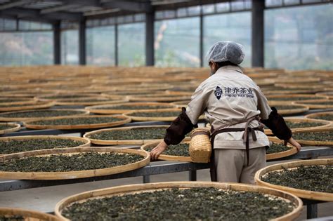 古樹茶的特點和功效是什么,古樹茶的特點和功效縮略圖
