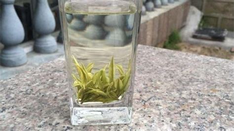 福鼎白茶的泡法及沖泡技巧視頻(泡福鼎白茶的正確方法視頻教程)縮略圖