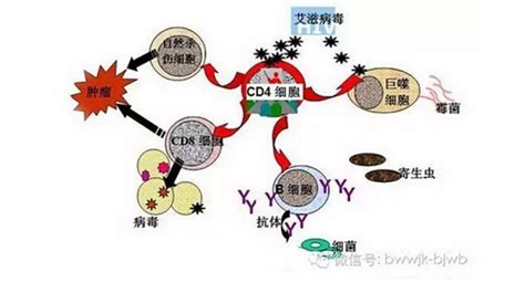 蛋白粉可以提高免疫力抵抗hpv嗎,hpv感染吃蛋白粉可以提高免疫力嗎縮略圖