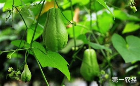 佛手瓜苗種植技術視頻(佛手瓜苗種植技術視頻講解)縮略圖