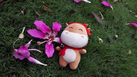 花花牛為什么走不出河南(花花牛鮮奶質量怎么樣)縮略圖