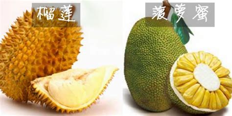 木菠蘿和菠蘿蜜有什么區別,木菠蘿和菠蘿蜜有什么區別嗎縮略圖