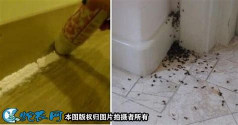 螞蟻窩在墻縫里怎么辦,如何治理墻縫螞蟻窩縮略圖