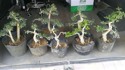 白蠟木致癌原因分析(白蠟木有毒嗎?)縮略圖
