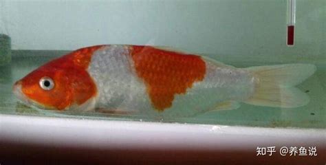 錦鯉魚尾巴有紅血絲怎么辦(錦鯉魚尾巴紅血絲)縮略圖
