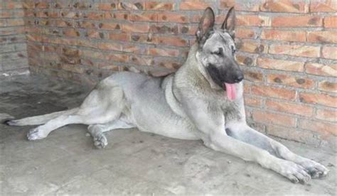 狼青犬為什么禁養(正宗狼青犬圖片)縮略圖