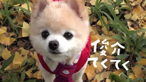 俊介犬價格一般多少錢(俊介犬價格一般多少錢一只)縮略圖
