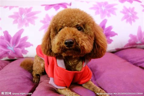 泰迪犬拉稀怎么辦,泰迪犬拉稀怎么辦吃什么藥縮略圖