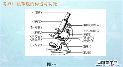 顯微鏡的結構及作用,顯微鏡的結構及作用圖縮略圖