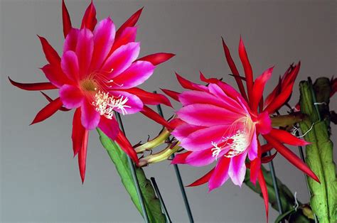 令箭荷花品種,令箭荷花品種圖鑒縮略圖