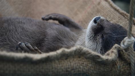 水獺動物(水獺動物園可愛視頻)縮略圖