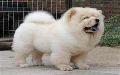 松獅犬圖片多少錢一只(松獅犬圖片多少錢一只幼犬)縮略圖