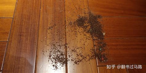 夾板子蟲家里有怎么處理,家里有夾板子蟲怎么消滅干凈縮略圖