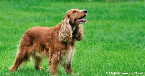可卡犬算名貴犬嗎,可卡犬算名貴犬嗎圖片縮略圖