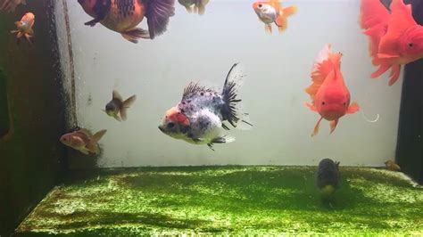 百褶裙泰獅,百褶裙泰獅金魚怎么養縮略圖