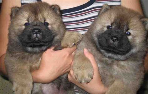 松獅犬多少錢一只幼崽(松獅犬圖片)縮略圖