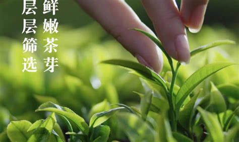 嶗山綠茶茶葉直播間(嶗陳茶葉旗艦店直播)縮略圖