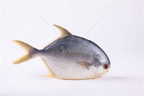 金鯧魚的家常做法,紅燒金鯧魚的家常做法縮略圖
