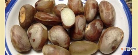木菠蘿籽可以吃嗎(木菠蘿的籽可以吃嗎)縮略圖