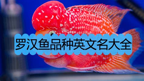 羅漢魚壽命多少年,羅漢魚壽命多少年能長多大縮略圖