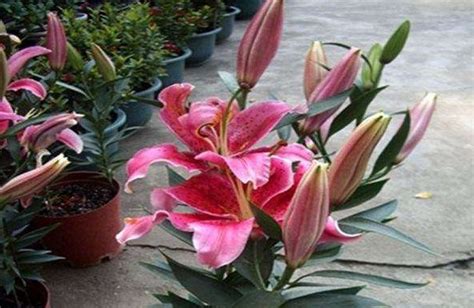 香水百合開花后怎么處理還能再開花,百合花開完花后植株如何處理縮略圖