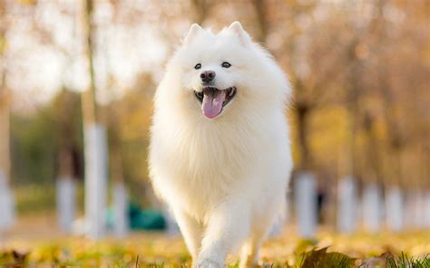 大型犬種,大型犬種類大全圖片及名稱縮略圖