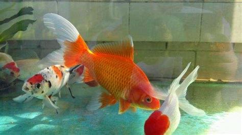 草金魚多大就能產卵了(草金魚為什么不建議養)縮略圖