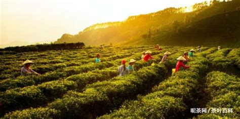 六堡茶的產地在哪里,六堡茶產地在哪里縮略圖